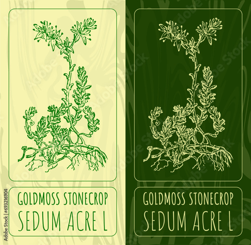 Vector drawings GOLDMOSS STONECROP. Hand drawn illustration. Latin name SEDUM ACRE L.