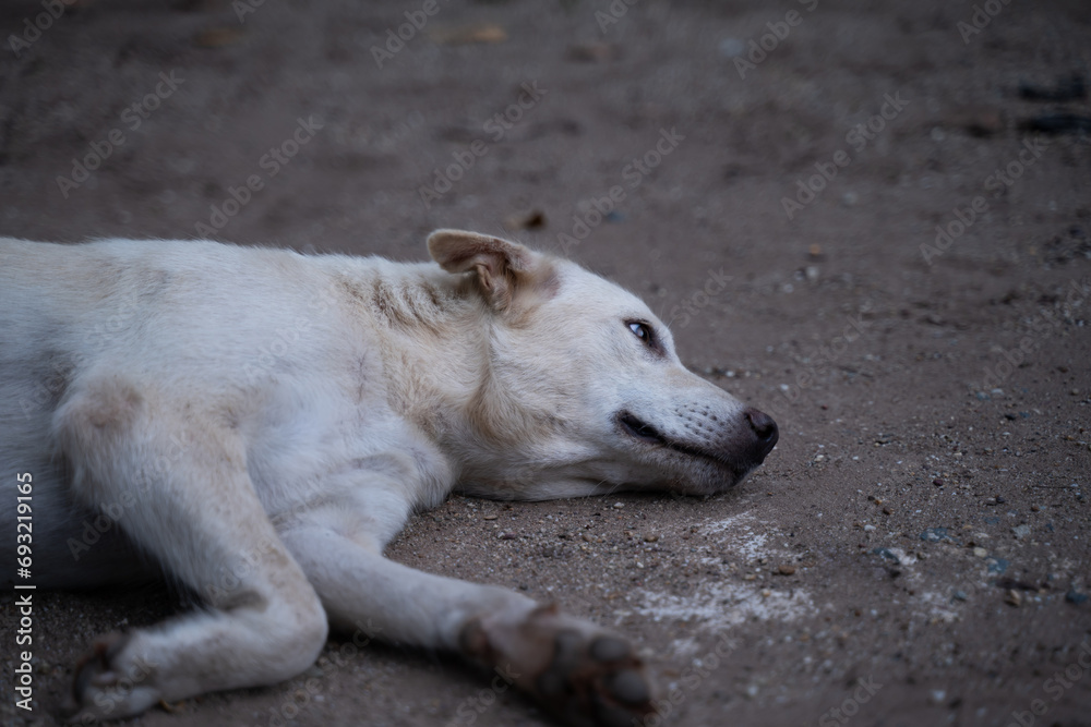 The white dog lay exhausted, its expression looking hopeless on the ground The white dog lay exhausted, its expression looking hopeless on the ground