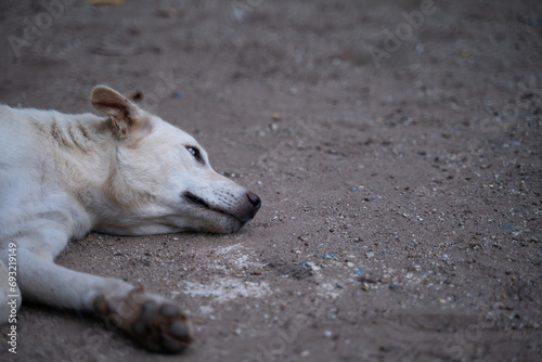 The white dog lay exhausted, its expression looking hopeless on the ground