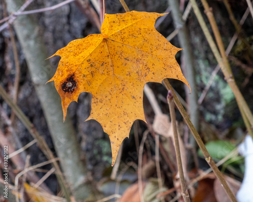 yellow leaf