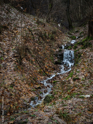 stream in the forest