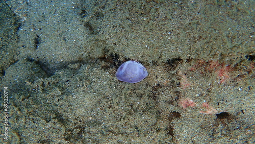 White trough shell or rayed trough clam, rayed trough shell, white trough clam (Mactra stultorum) valve undersea, Aegean Sea, Greece, Halkidiki photo