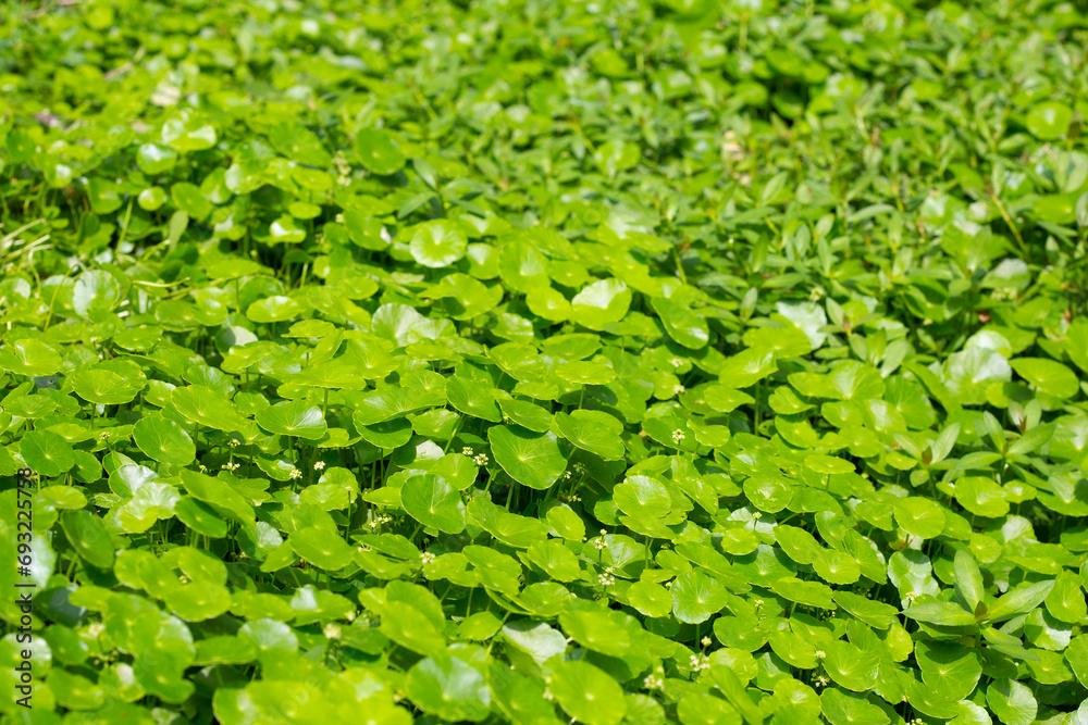 Centella asiatica (gotu kola). Herbal medicine plant Centella asiatica (gotu kola). Herbal medicine plant