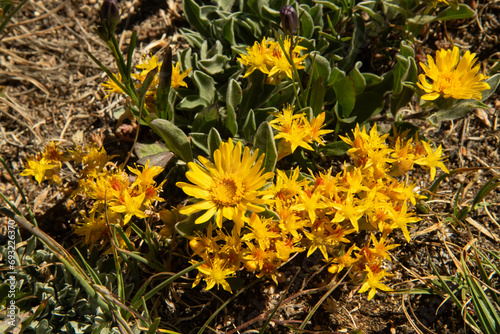 Spearleaf stonecrop (Sedium lanceolatum) & sunflower blooming; Rocky Mtn NP; Colorado photo