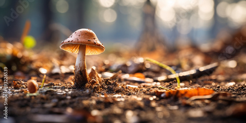 Mushroom on the ground post apocalypse