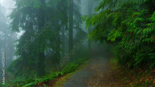 Into the unknown - hiking a BC forest trail during an unusually dense mist from low-lying rain clouds. photo