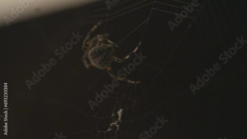 Spider spins web