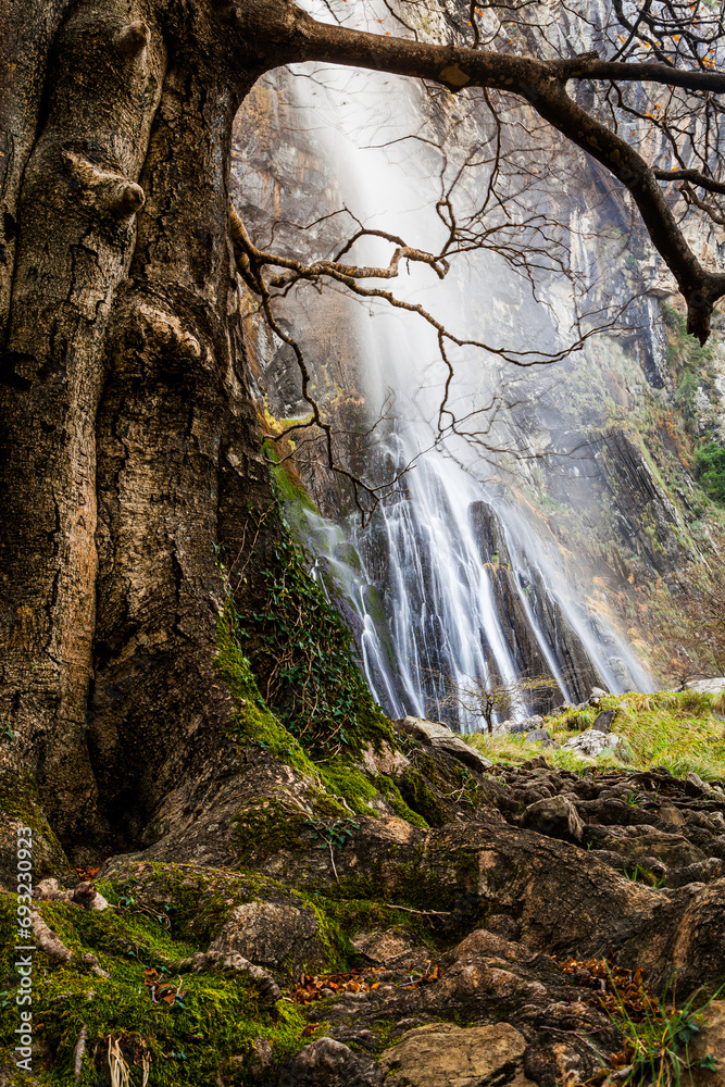 Old tree and waterfall in forest