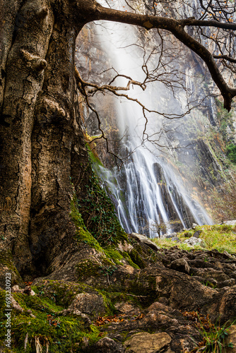 Obraz na płótnie Old tree and waterfall in forest w salonie