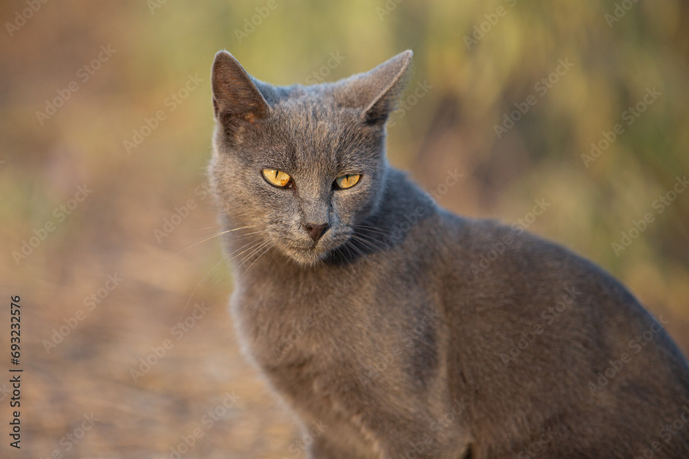 Portrait of Beautiful stray grey cat similar to russian blue breed is sitting on the street. the cat with green eyes.