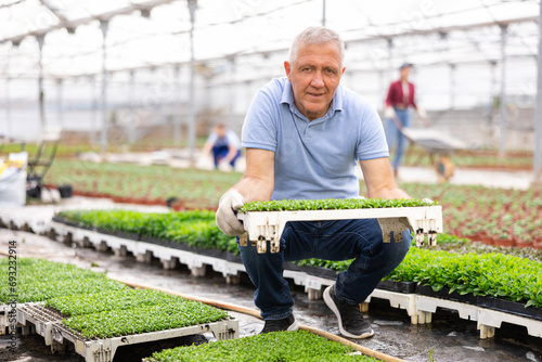 Positive old man grower sitting down holding planted decorative moss in greenhouse photo