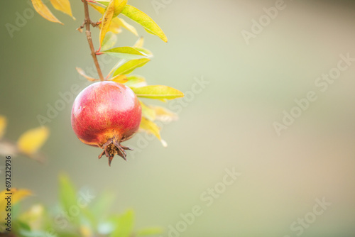 Close-up of pomegranate fruit. Pomegranates hanging on the tree branches in garden in Greece. Greek pomegranate.