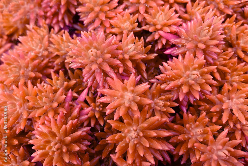 Red succulent plant in the garden. Close-up shot. Red succulent plant in the garden. Close-up shot.