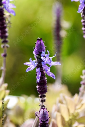 Flores pequeñas violetas