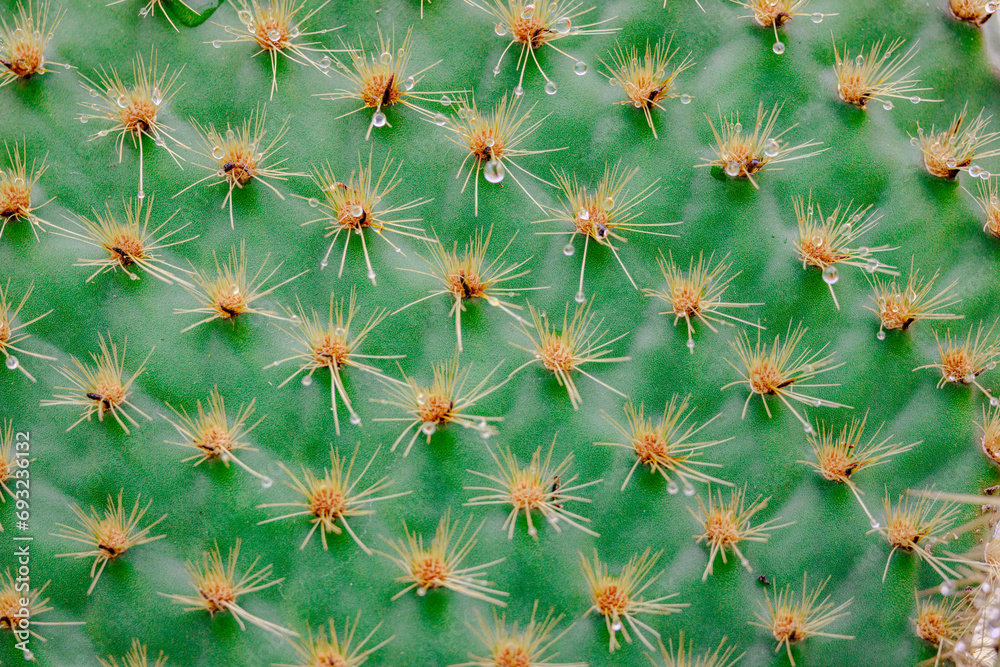 Obraz premium Dew droplets on green cactus skin and radiating spines in the Galapagos