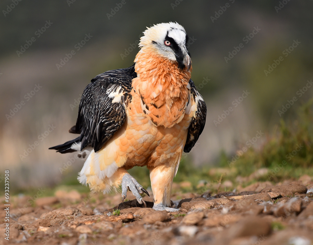 Obraz premium un poderoso quebrantahuesos en españa 