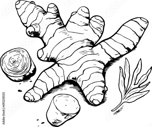 Turmeric herb sketch drawing
