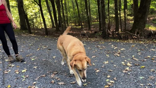 Injured golden labrador retriever limping with an injured leg. photo