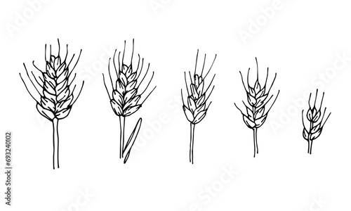wheat ears isolated on white