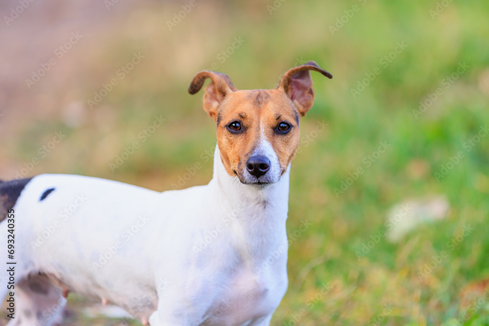 A cute Jack Russell Terrier dog walks in nature. Pet portrait with selective focus and copy space