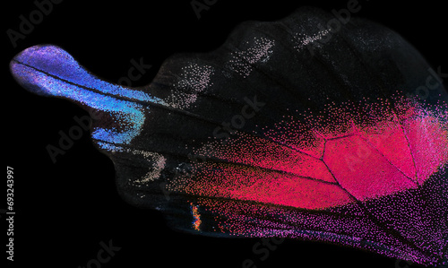 Wing of tropcal swallowtail butterfly texture background