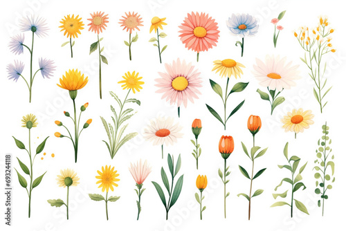 Watercolor paintings Daisy flower symbols On a white background. 