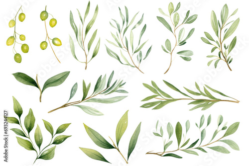 Watercolor painting Olives leaf on a white background. 