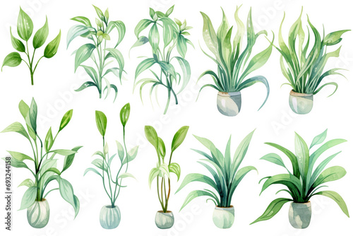 Watercolor painting Chlorophytum symbols on a white background. 