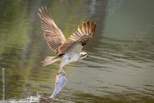 An Osprey, a fish eating bird of prey, takes off with a heavy piece of fish skin over a river in Hasting's Point in New South Wales, Australia. photo