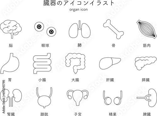 臓器　内臓　医療　アイコン　イラスト　セット　シンプル　線画　脳　眼球　肺　骨　筋肉　胃