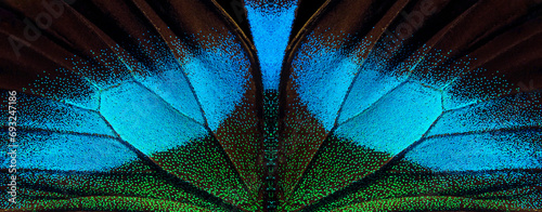 wings of a tropical butterfly. bright blue Blume butterfly wings.  photo