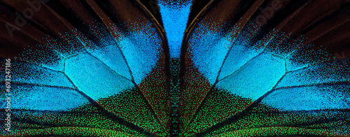wings of a tropical butterfly. bright blue Blume butterfly wings. 
