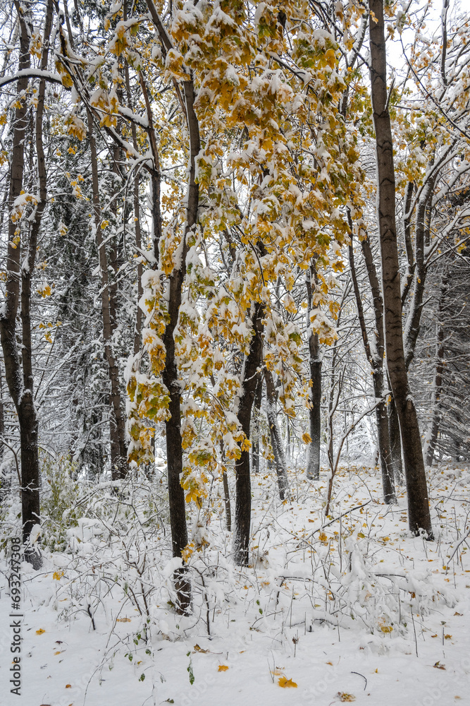 Obraz premium Winter Landscape of South Park in city of Sofia, Bulgaria