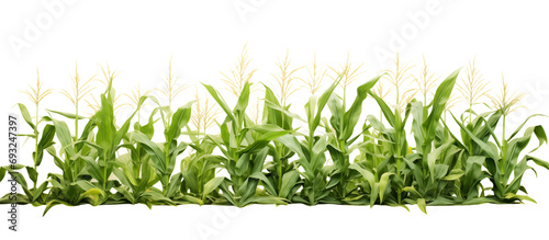 Fotografia Green cornfield ready for harvest, on transparent background