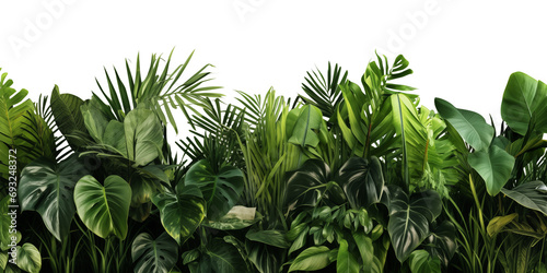 Green leaves of tropical plants bush (Monstera, palm, rubber plant, pine, bird's nest fern). Transparent, cutout, or clipping path. Generative AI photo