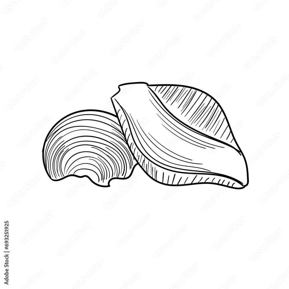 Hand Drawn Pasta Conchiglie Hand Drawn Pasta Conchiglie