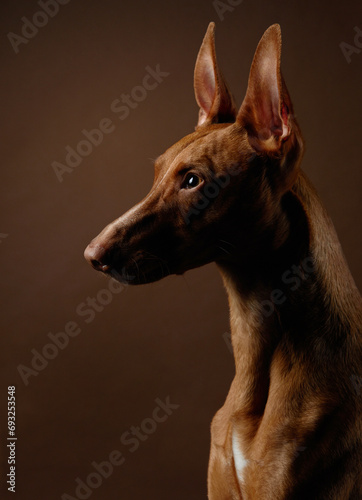 A poised Pharaoh Hound profile captured in a studio setting, dog keen gaze and elegant stance highlighted against a dark backdrop © annaav
