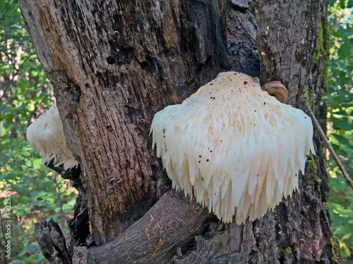 Hericium erinaceus or Lion's Mane Mushroom useful in herbal medicine Wild Wood Fungus with big slug on tree bark