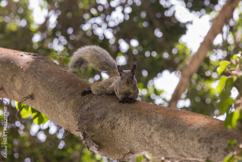 Squirrel climbing on a tree branch in a park Lima Peru photo