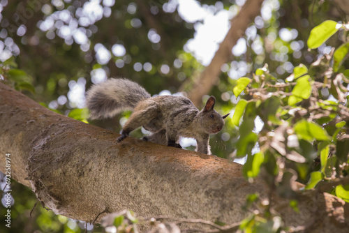 Squirrel climbing on a tree branch in a park Lima Peru photo