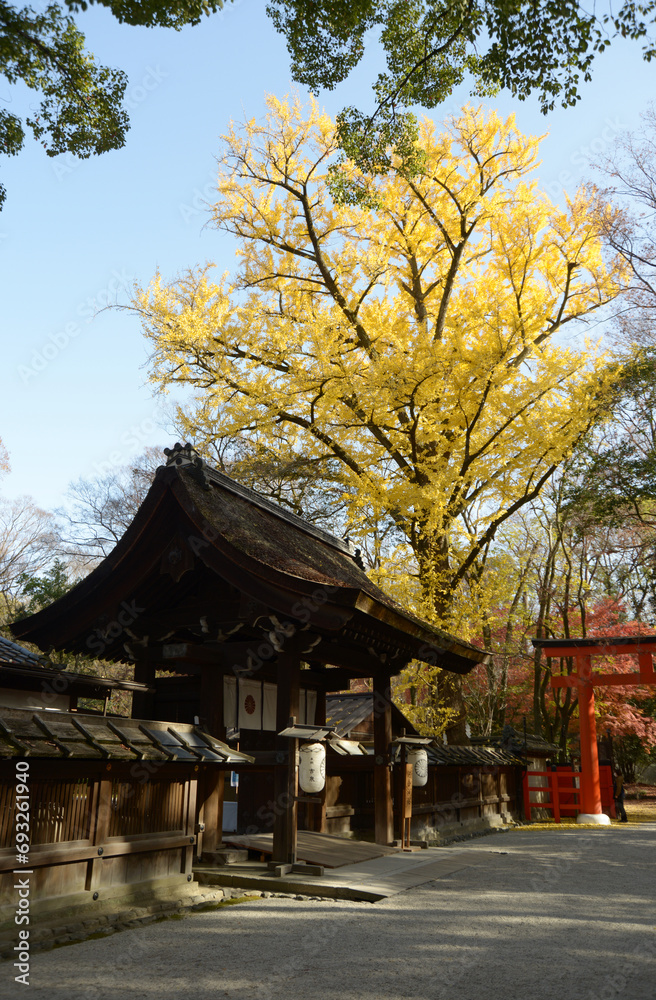 秋の下鴨神社　可愛神社のイチョウの黄葉　京都市左京区