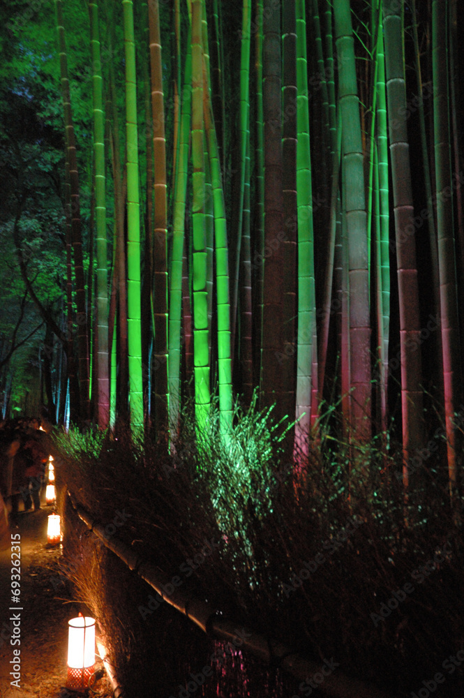 Fototapeta premium The bamboo forest lit up @Arashiyama.Kyoto / ライトアップされる京都の竹林小径 @嵯峨野嵐山エリア
