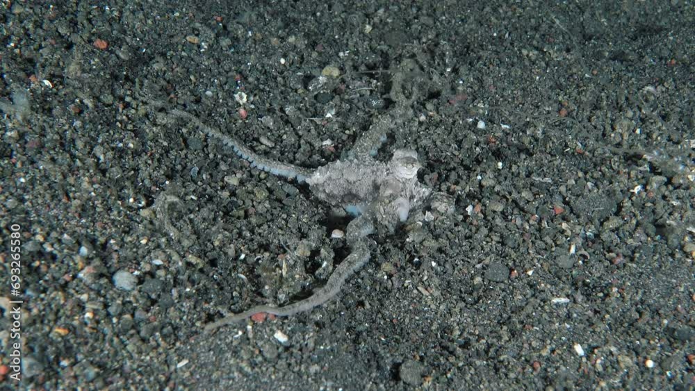 The long-armed octopus crawls along the sandy seabed at night in search of food. He probes the bottom with his tentacles. The long-armed octopus crawls along the sandy seabed at night in search of food. He probes the bottom with his tentacles.