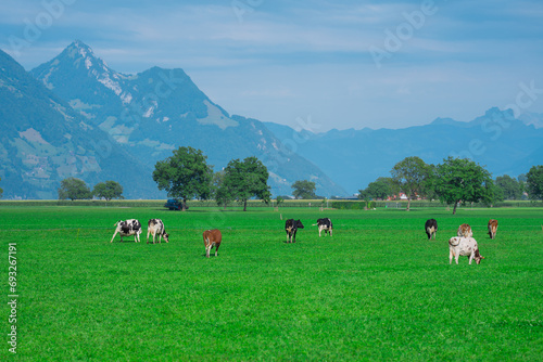 Cow on lawn. Cow grazing on green meadow. Holstein cow. Eco farming. Cows in a mountain field. Cows on a summer pasture. Idyllic landscape with herd of cow grazing on green field with fresh grass.