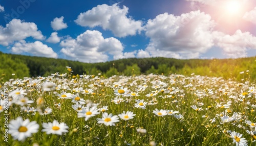 A field of white flowers with a blue sky in the background