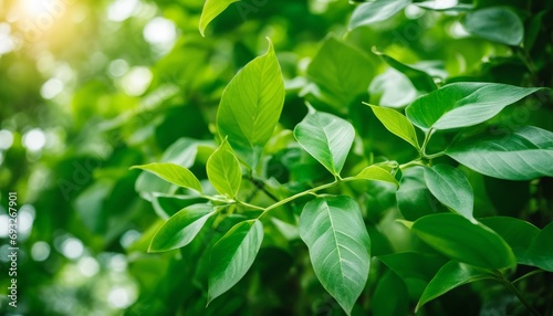 A close up of green leaves on a tree
