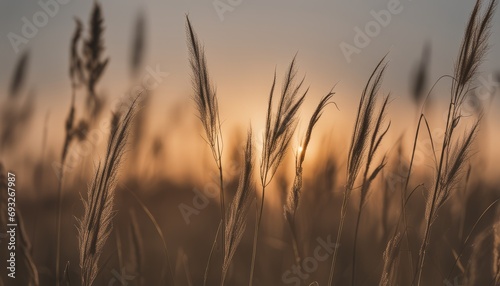 A field of tall grass with the sun setting in the background