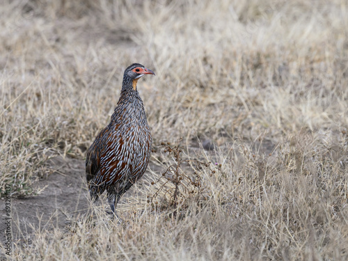 Yellow-necked Francolin Spurfowl standing on dry grass in savannah of Tanzania 