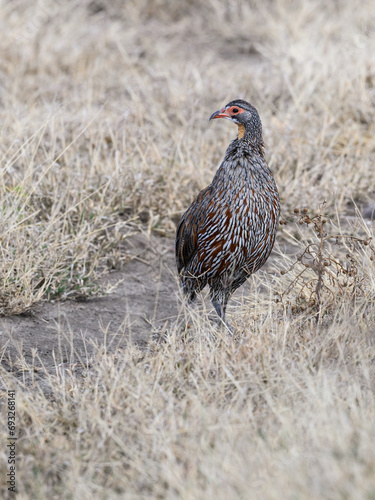 Yellow-necked Francolin Spurfowl standing on dry grass in savannah of Tanzania  photo