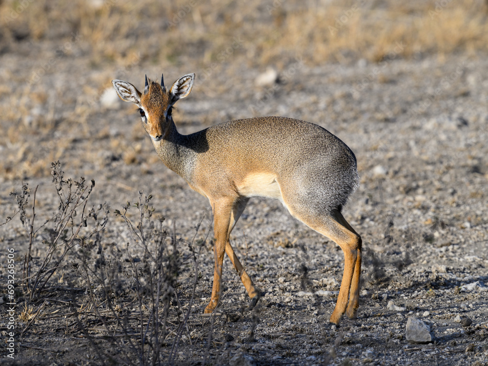 Kirk's dik-dik walking in savannah of Tanzania in early morning Kirk's dik-dik walking in savannah of Tanzania in early morning